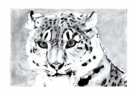 /album/galeria/rajz-tigris002-kesz-jpg/